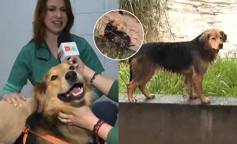 Tuvo en vilo a todos con su rescate: informan estado de perrito Morocho y cómo poder adoptarlo