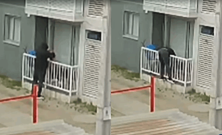 Preocupación en Quilicura por robo de perros: cámaras captaron a sujeto llevándose una mascota