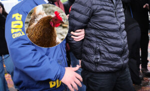 Quiso robar una gallina y murió tras recibir disparos: PDI detuvo al dueño de casa en La Serena