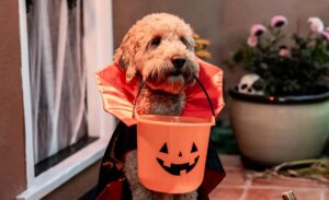 Ojo con las mascotas: dulces de Halloween pueden ser peligrosos para perros y gatos