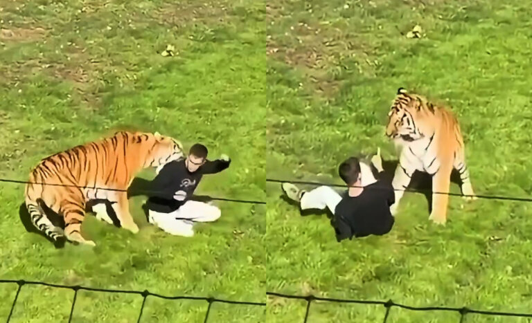 Impactante registro de un hombre atacado por tigre en Reino Unido: falleció en el lugar
