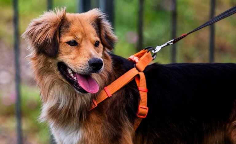 Morocho, el perro rescatado del Mapocho, ya tiene hogar y trabajo en la Municipalidad de Santiago