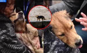Angustiante intento de rescate en río Mapocho: perro pasó horas atrapado por aumento del caudal CHV | Agencia UNO