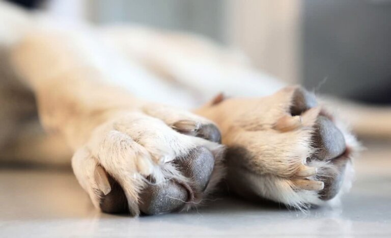 Macabro hallazgo en Caleta Lenga: muerte de cuatro perros desata investigación de la PDI
