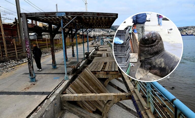 Tragedia en Caleta Portales: mujer murió al caer al mar y testigos apuntan a ataque de lobos marinos