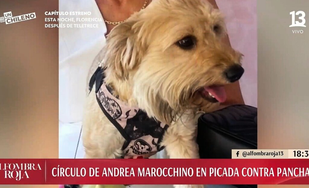 Pancha Merino explotó en llanto con foto de su perrita