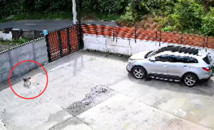 Perro se salvó de derrumbe de cerro en Lota: intentó alertar a su familia