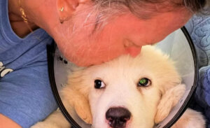Dos transfusiones y una pata amputada: la historia de Pretzel, la perrita rescata de un estanque
