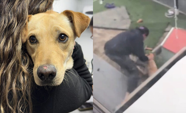 Rescatan a perrita que sufría maltrato en La Florida tras viral: quedó bajo cuidado de fundación